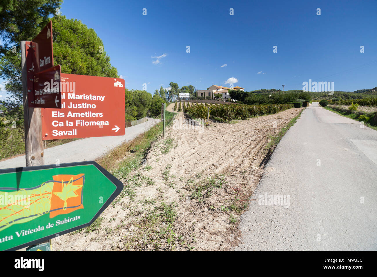 Paesaggio con vigneti di Penedès area vino,Subirats,Catalogna,Spagna. Foto Stock