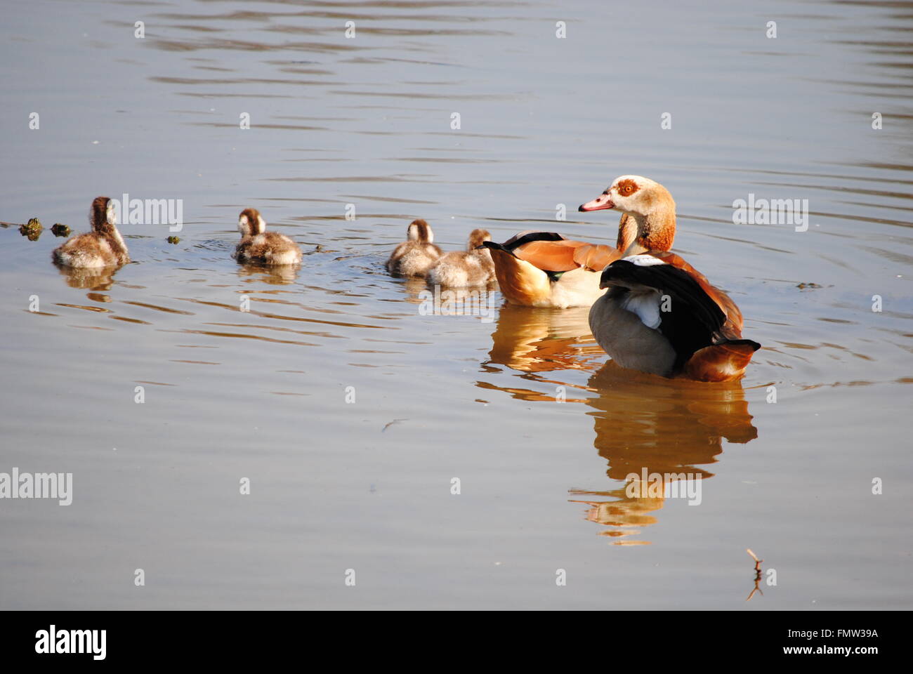 Famiglia di oche nuotare Foto Stock