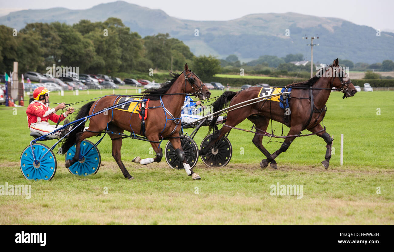 Cablaggio horse racing a Tregaron,Ceredigion,Galles,U.K.,l'Europa Foto Stock