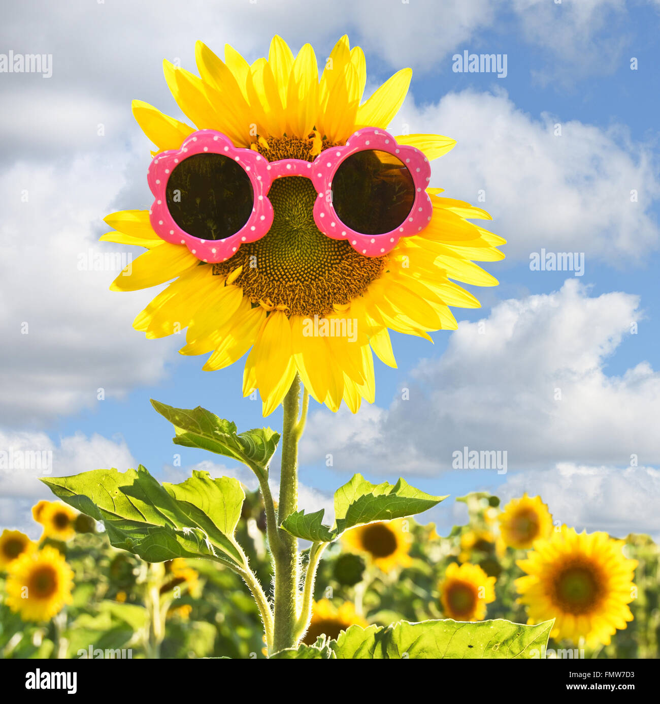 Girasole giallo indossando occhiali da sole rosa nel campo di semi di girasole. Foto Stock