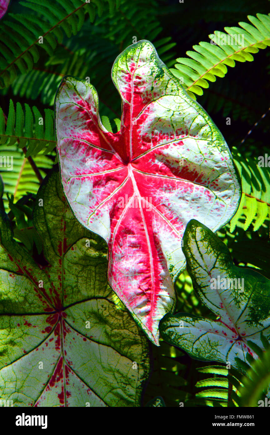 Angolo ali nome latino Caladium bicolor. Una pianta ornamentale con il bianco, il rosso e il verde delle foglie Foto Stock