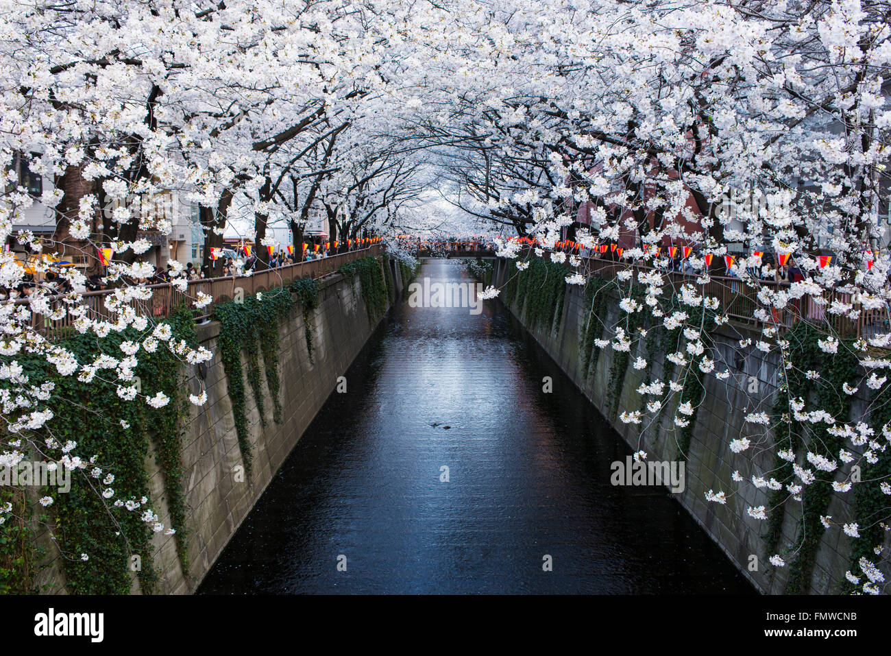 Fiore di Ciliegio alberi che fiancheggiano il fiume a Nakameguro, Tokyo, Giappone Foto Stock