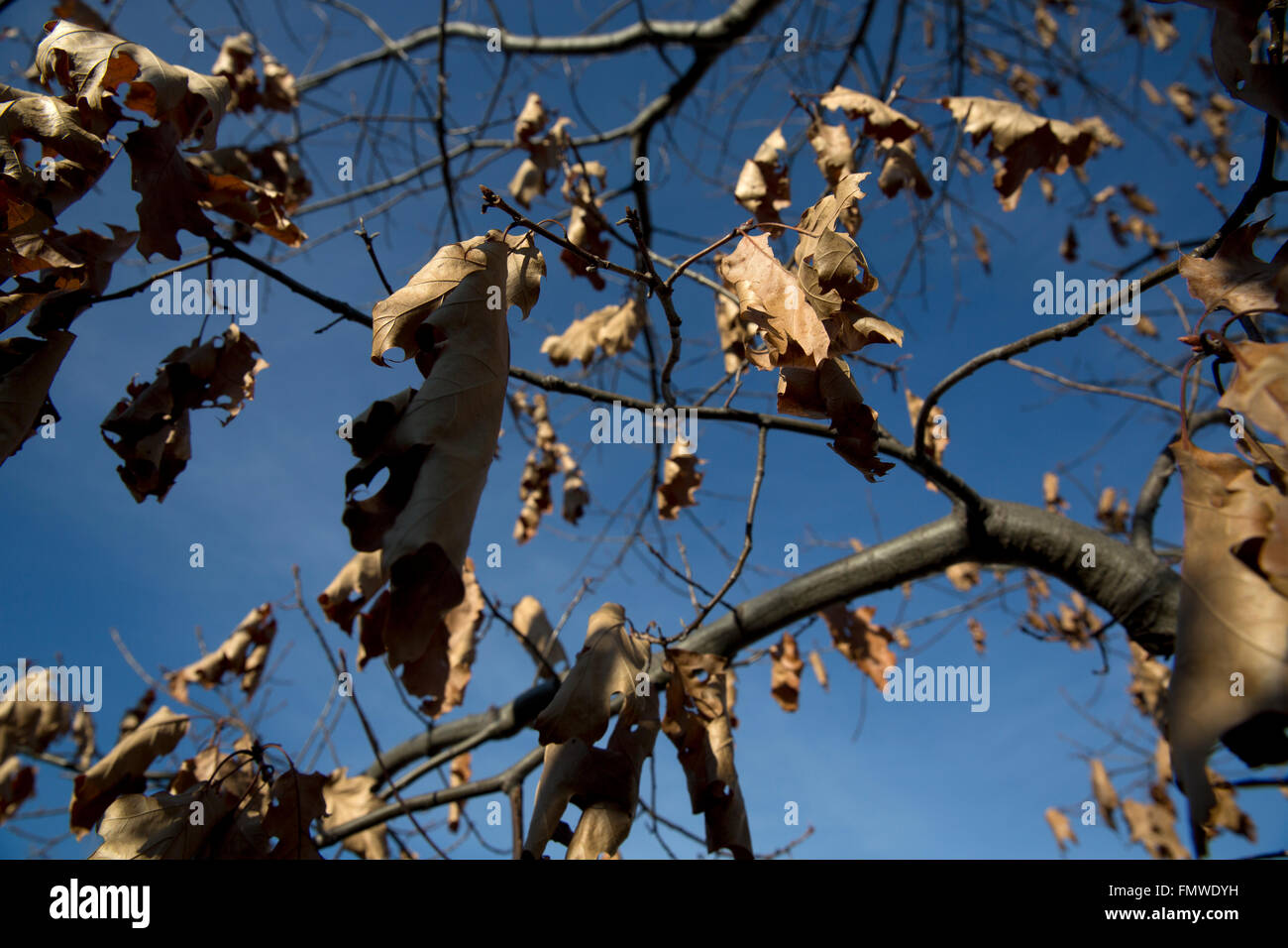 Albero di quercia di inverno Foto Stock