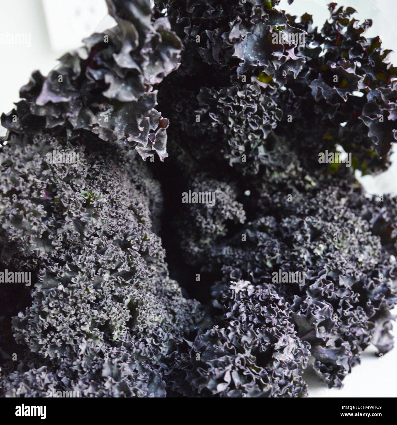 Kale. Viola Kale. Foto Stock