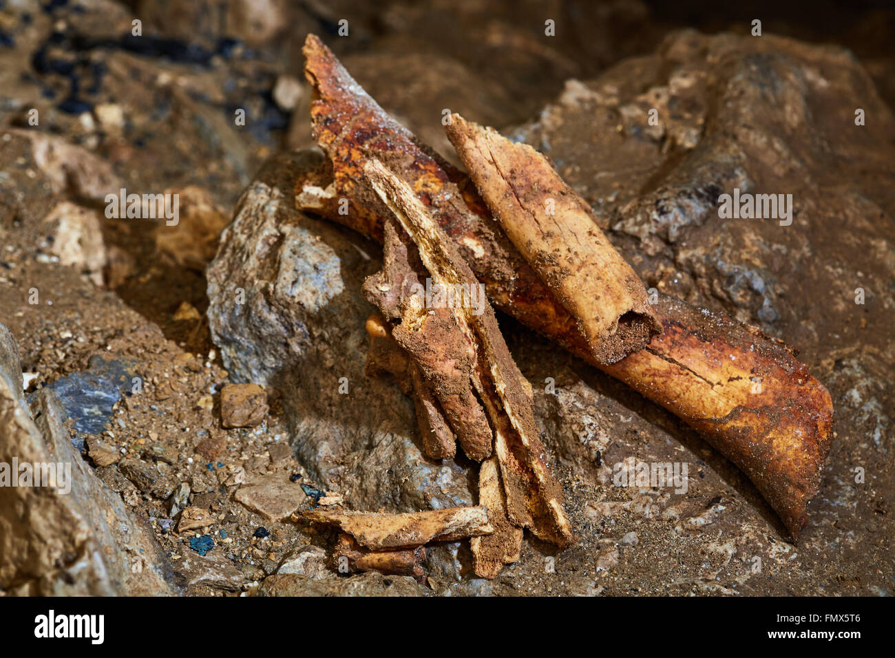 Primo piano di ossa fossili di Ursus Spelaeus (orso delle caverne) dall'ultimo periodo glaciale Foto Stock