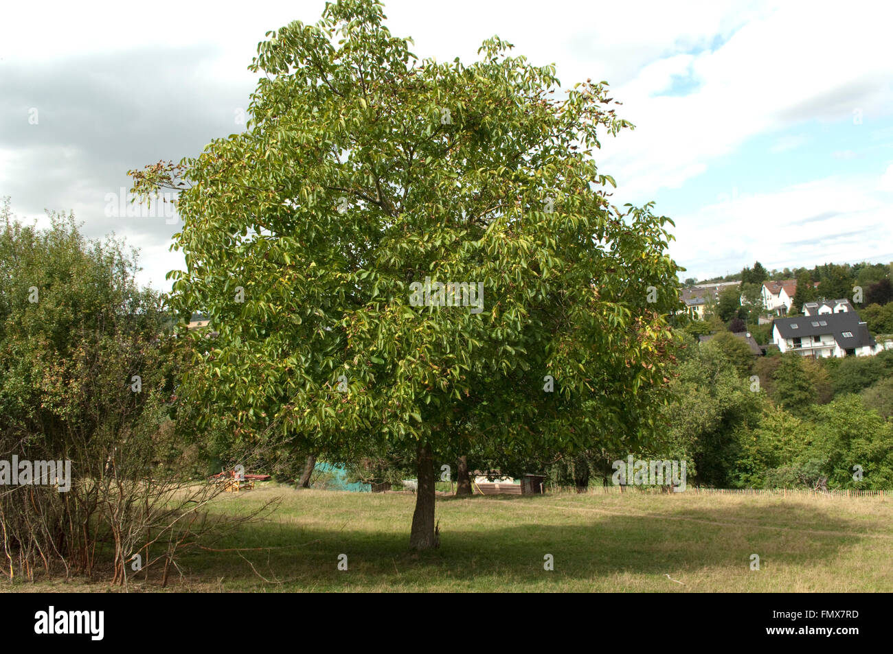 Walnussbaum, Baum; Juglans regia; Foto Stock