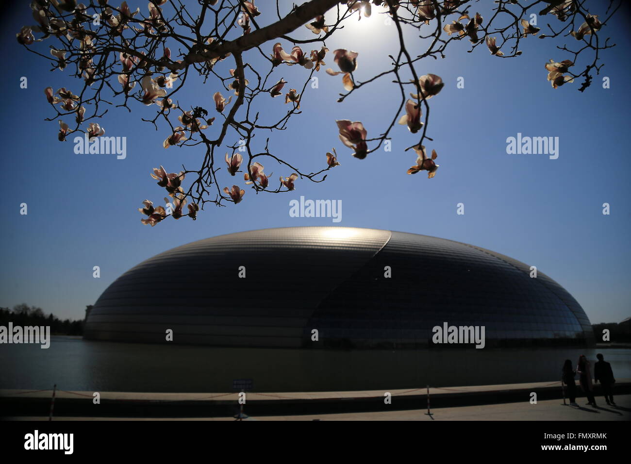 Pechino, Cina. 13 Mar, 2016. I visitatori godere il paesaggio di fiori di magnolia da parte del Centro Nazionale per le Arti dello spettacolo a Pechino Capitale della Cina, 13 marzo 2016. © Liu Xianguo/Xinhua/Alamy Live News Foto Stock
