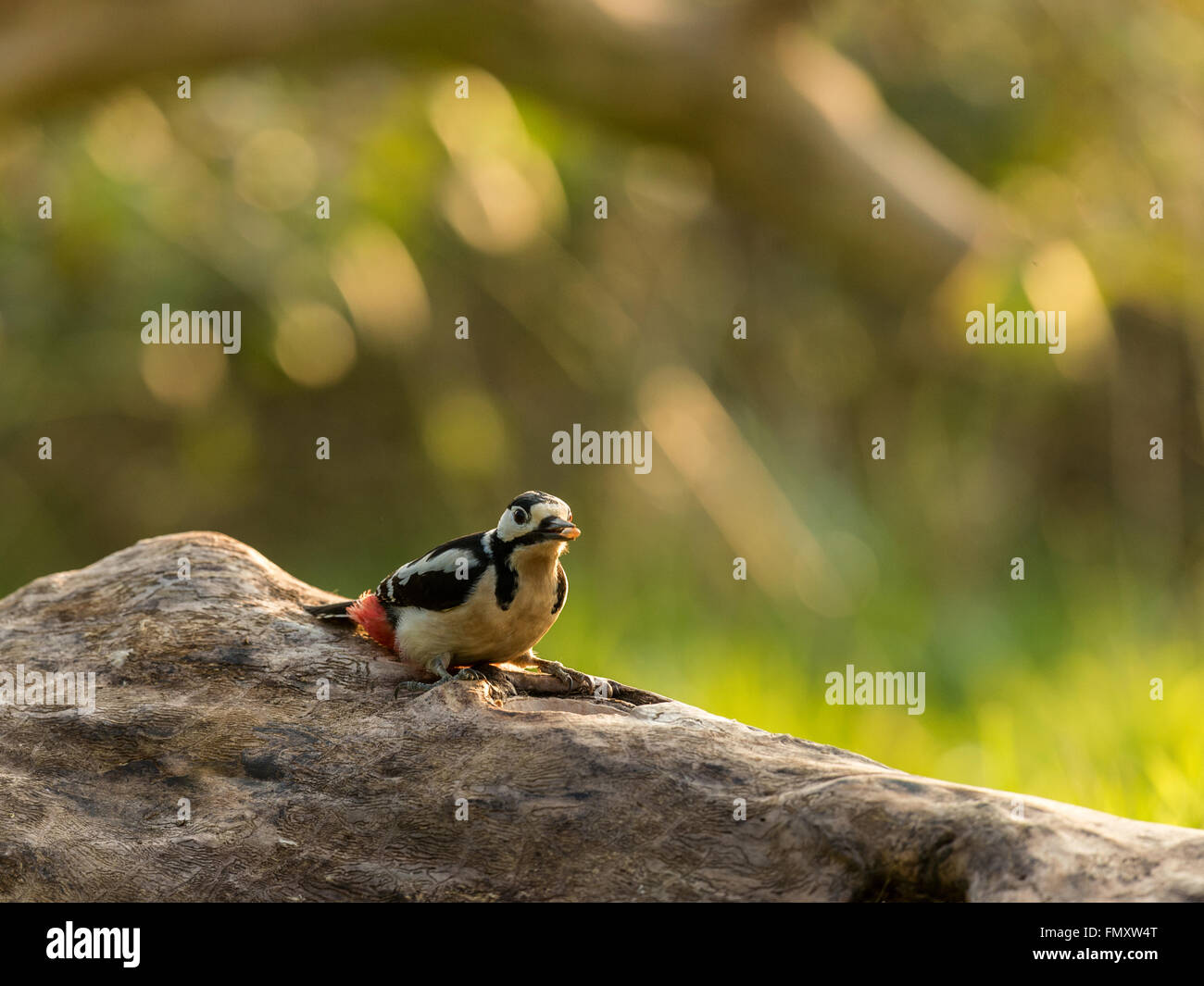 Maschio singolo Picchio rosso maggiore (Dendrocopos major) rovistando in un bosco naturale ambiente di campagna. Foto Stock