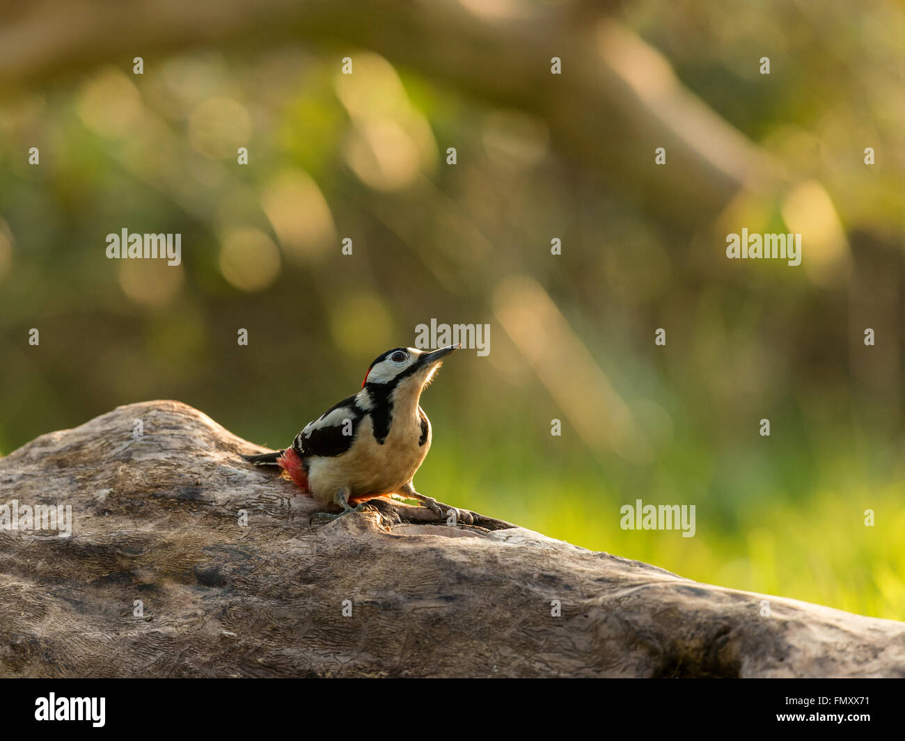 Maschio singolo Picchio rosso maggiore (Dendrocopos major) rovistando in un bosco naturale ambiente di campagna. Foto Stock