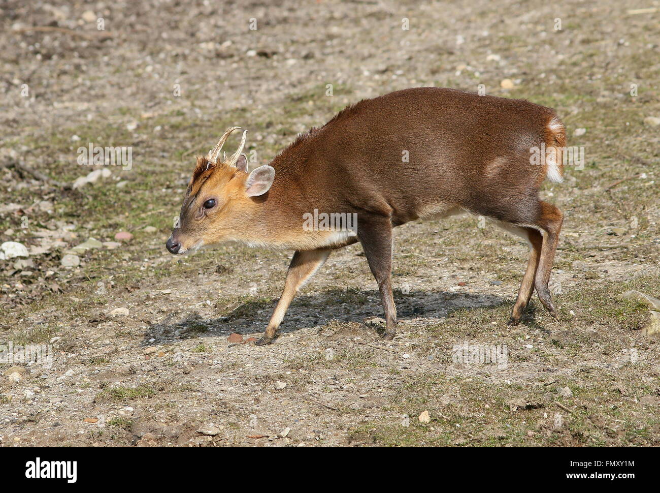 Asia maschio Reeve's muntjac deer (Muntiacus reevesi), primo piano della testa Foto Stock
