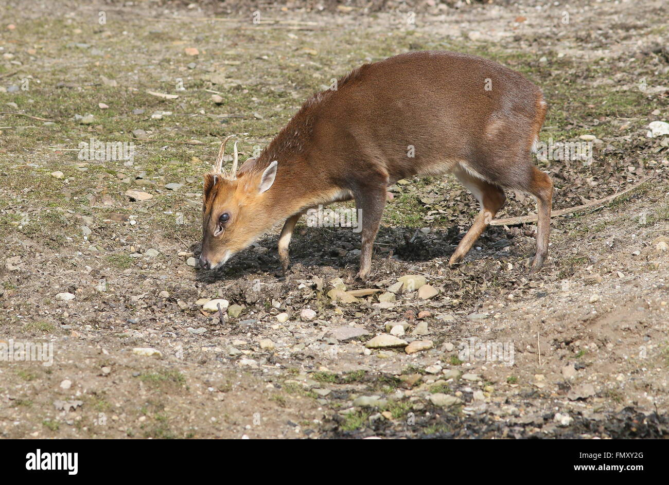 Asia maschio Reeve's muntjac deer (Muntiacus reevesi), primo piano della testa Foto Stock