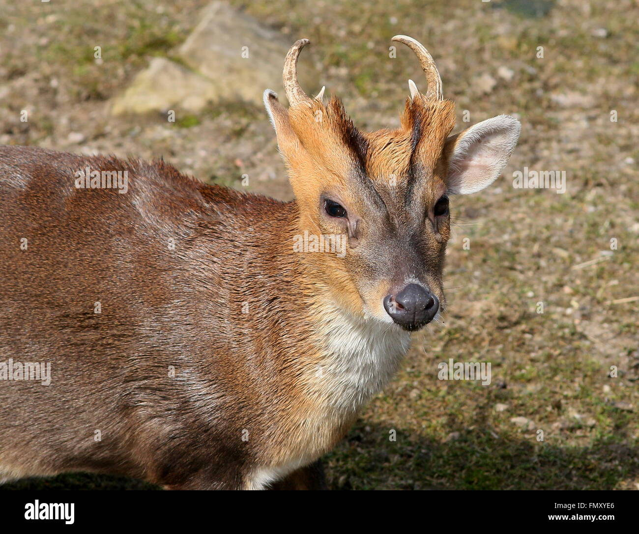 Asia maschio Reeve's muntjac deer (Muntiacus reevesi), primo piano della testa Foto Stock