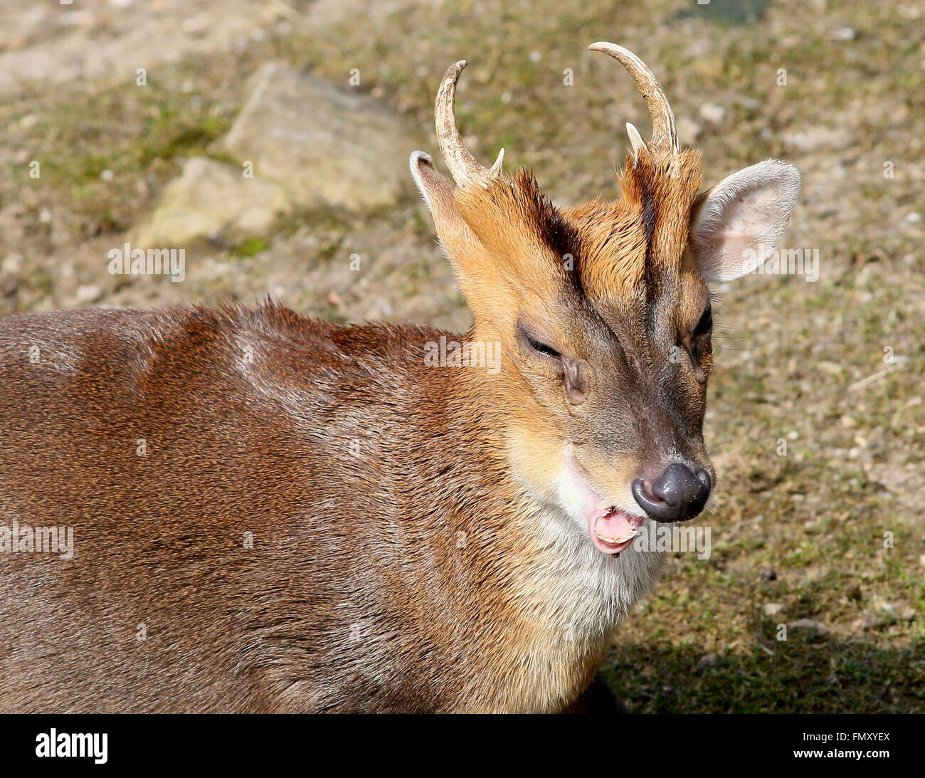 Asia maschio Reeve's muntjac deer (Muntiacus reevesi), primo piano della testa Foto Stock
