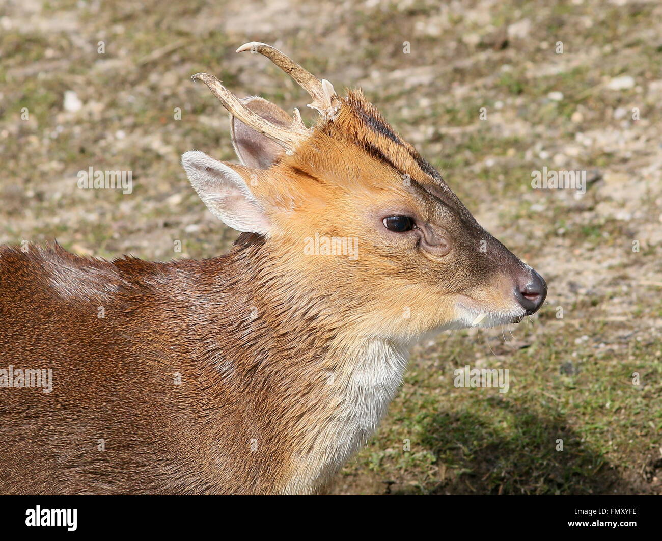 Asia maschio Reeve's muntjac deer (Muntiacus reevesi), primo piano della testa Foto Stock