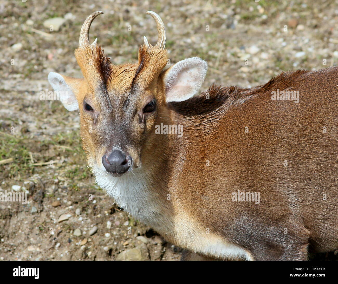 Asia maschio Reeve's muntjac deer (Muntiacus reevesi), primo piano della testa Foto Stock