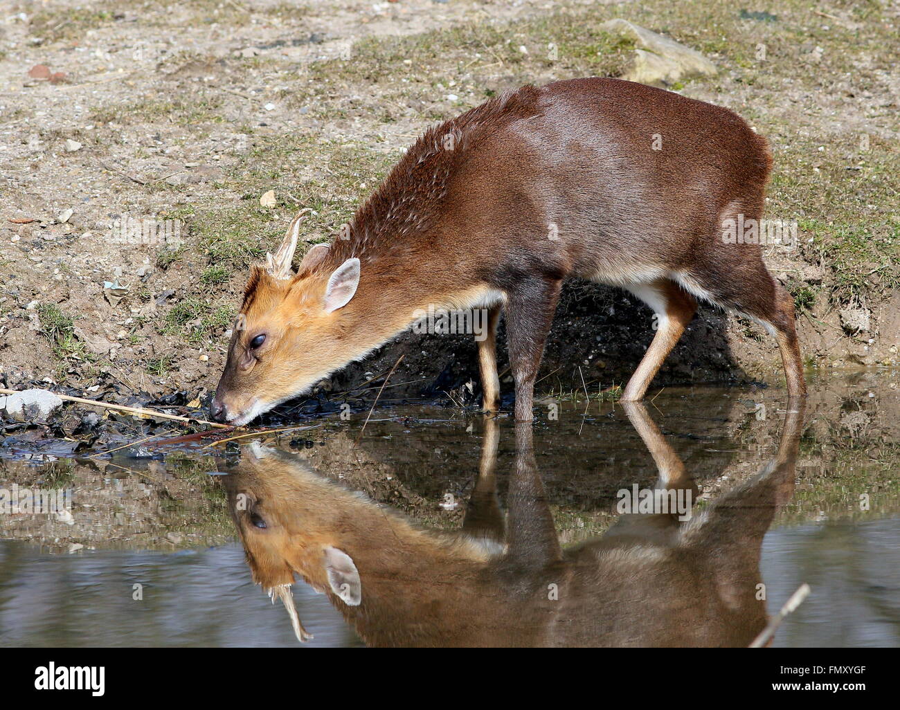Asia maschio Reeve's muntjac deer (Muntiacus reevesi), primo piano della testa Foto Stock