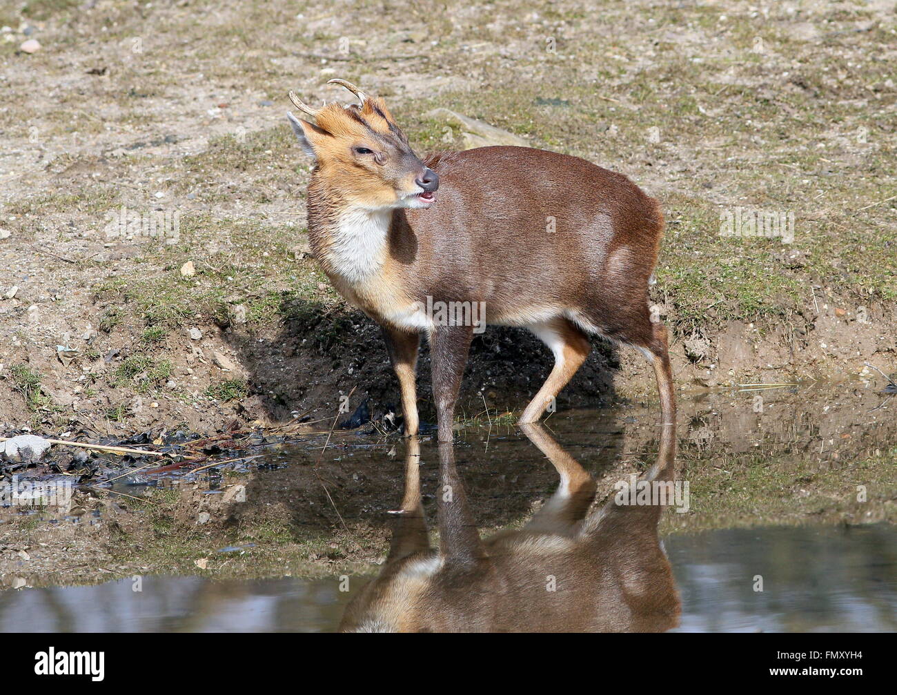 Asia maschio Reeve's muntjac deer (Muntiacus reevesi), primo piano della testa Foto Stock