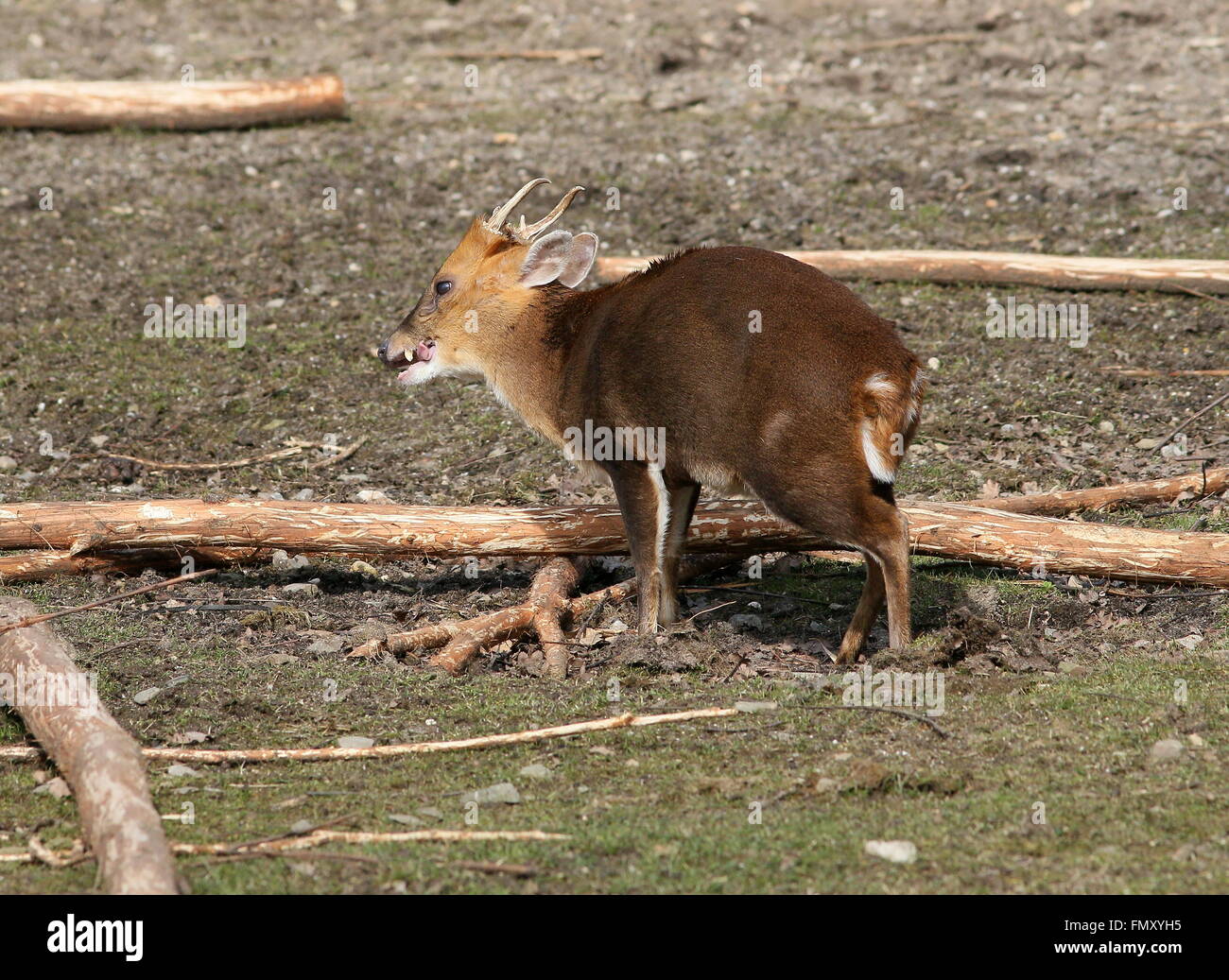 Asia maschio Reeve's muntjac deer (Muntiacus reevesi), primo piano della testa Foto Stock