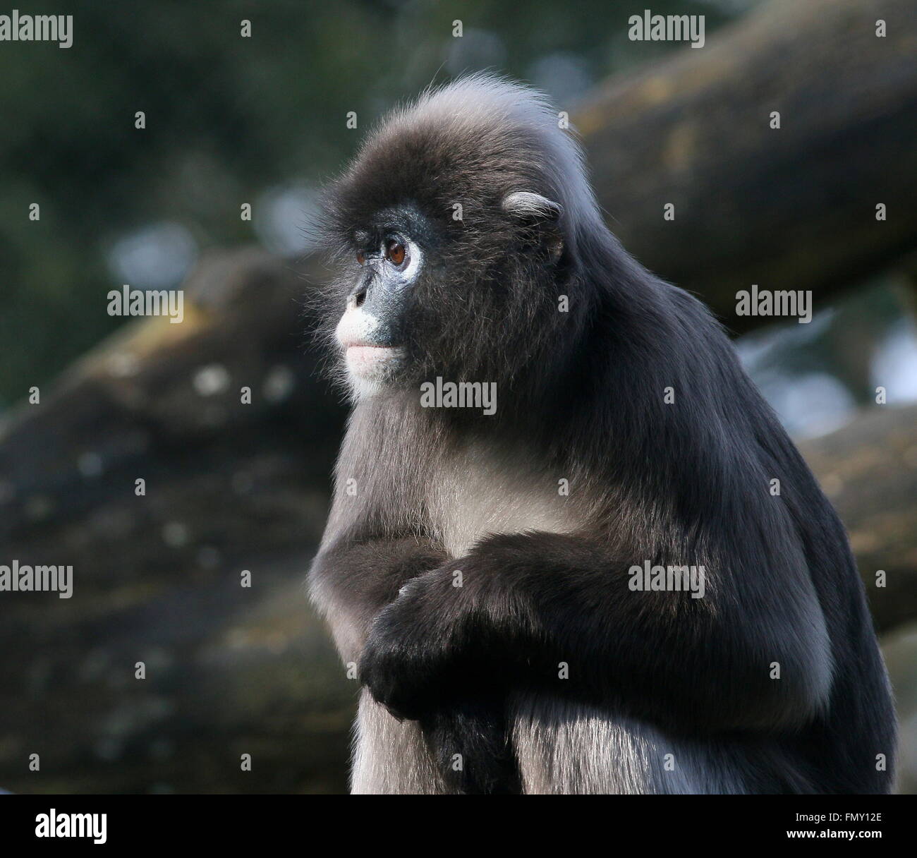 Sud-est asiatico Dusky leaf monkey (Trachypithecus obscurus). Spectacled A.k.a langur o foglia spectacled monkey Foto Stock