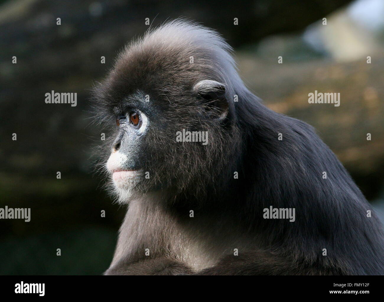 Sud-est asiatico Dusky leaf monkey (Trachypithecus obscurus). Spectacled A.k.a langur o foglia spectacled monkey Foto Stock