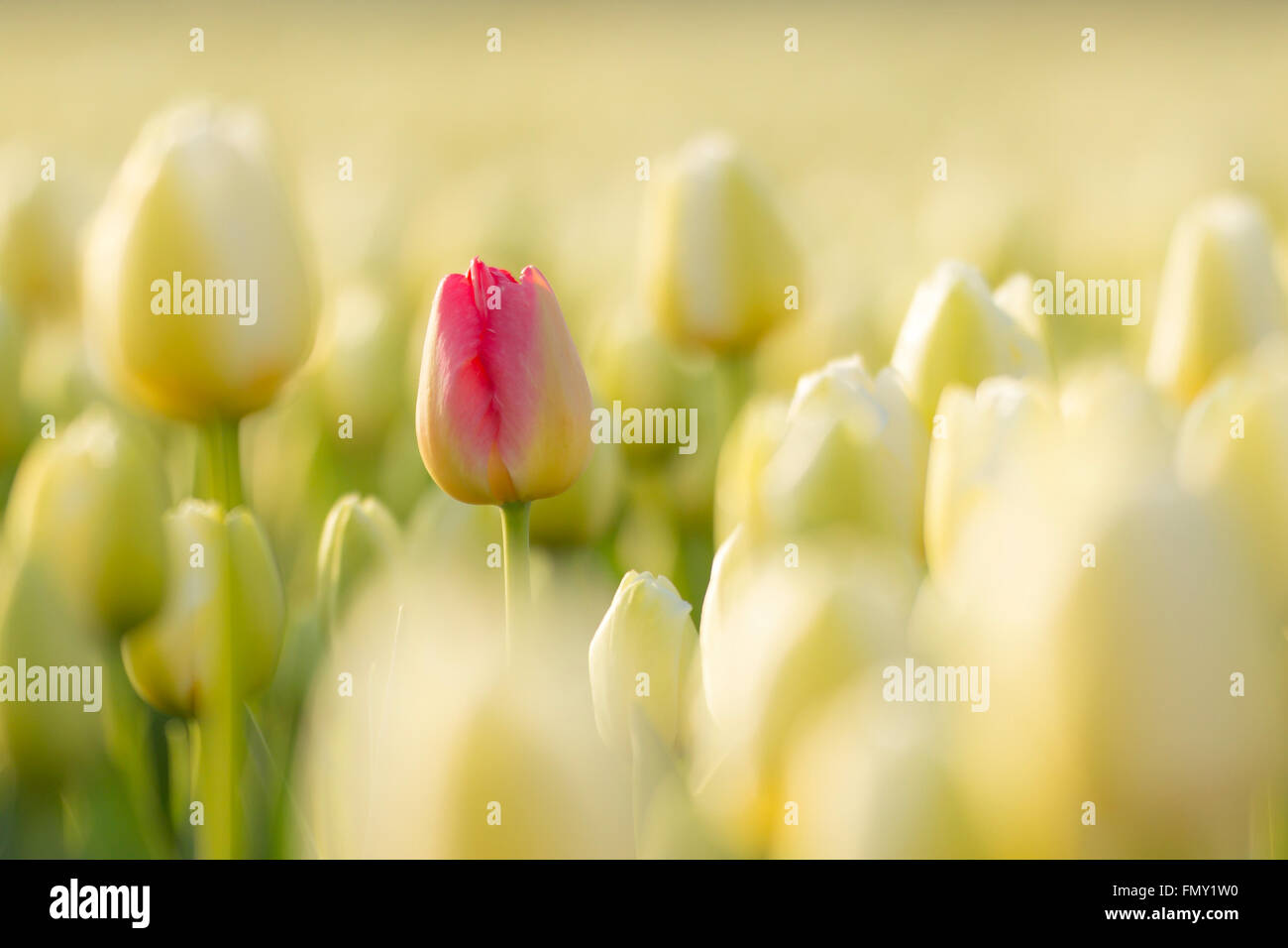 Un rosso tulip perso in un aiuola di bianco tulipani olandesi nei Paesi Bassi durante la stagione primaverile. Foto Stock