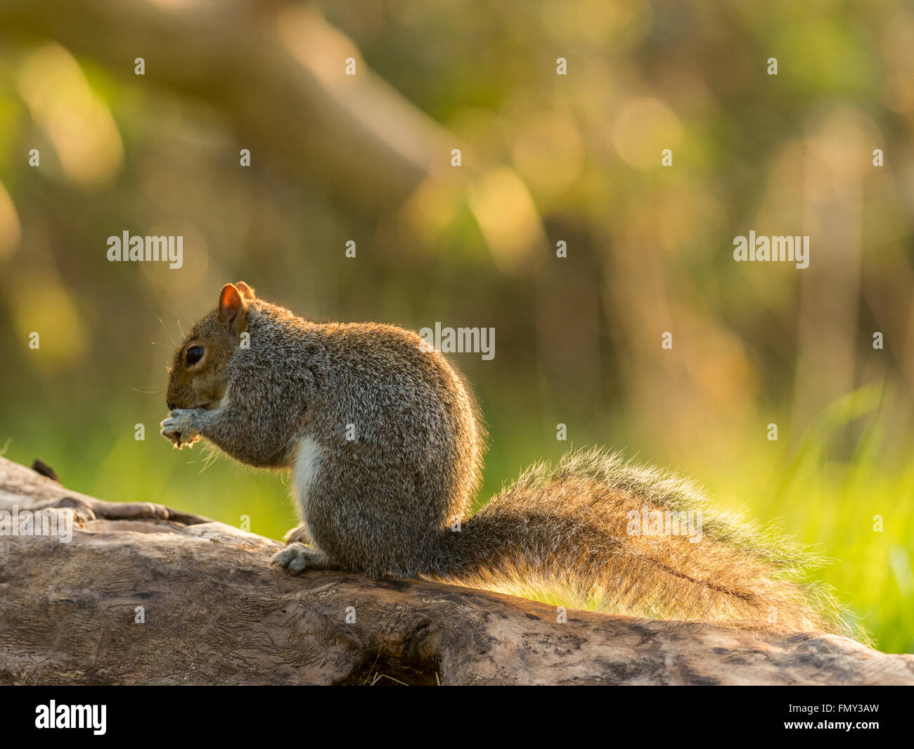 Grigio singolo scoiattolo (Sciurus carolinensis) rovistando nel bosco naturale ambiente di campagna. "Montante, in posa su un tronco di legno" Foto Stock