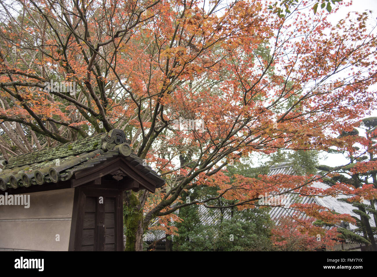 Il Parco di Nara, Giappone Foto Stock