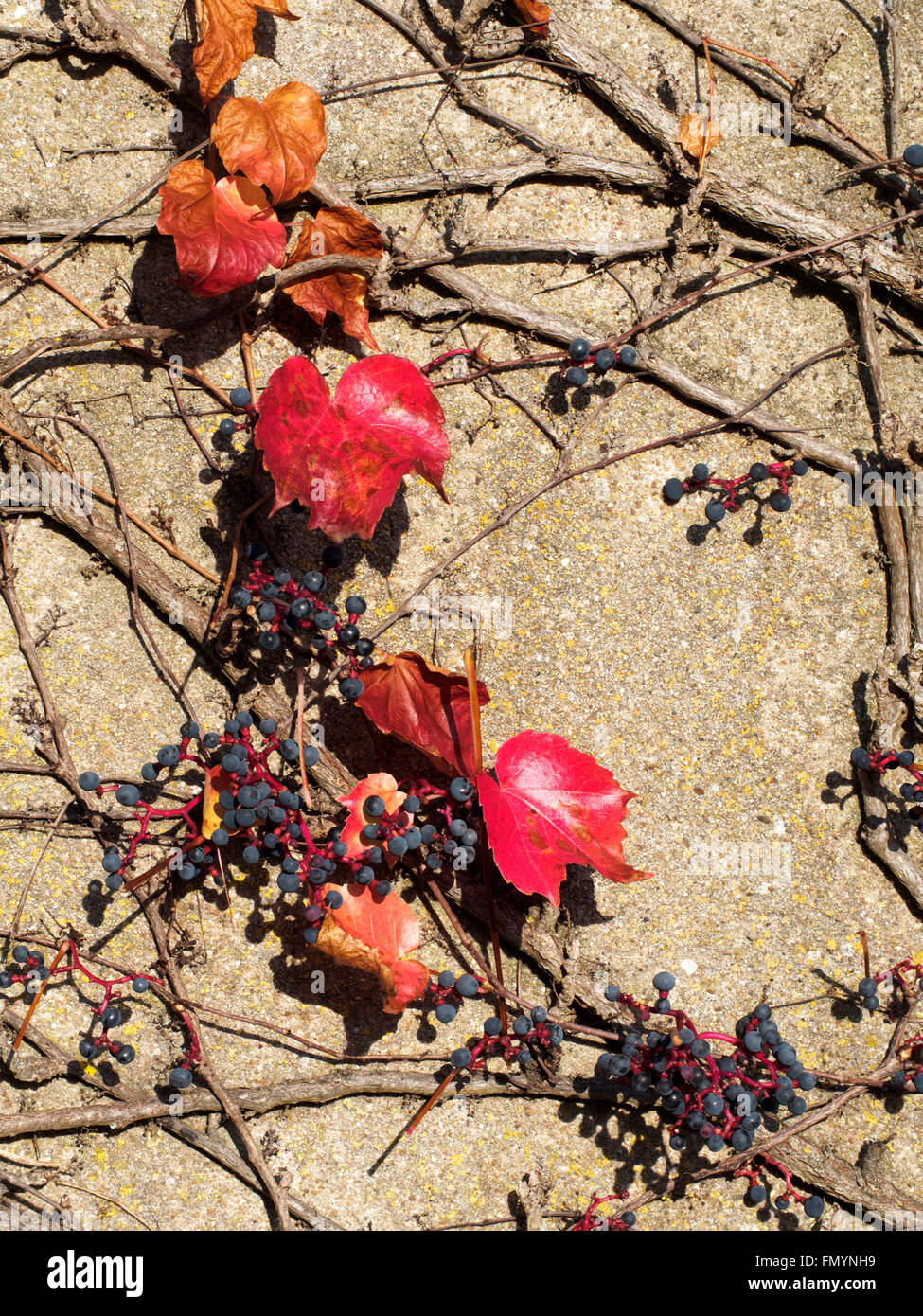 Comune di vitigno che cresce su un muro di casa in frankonia Foto Stock