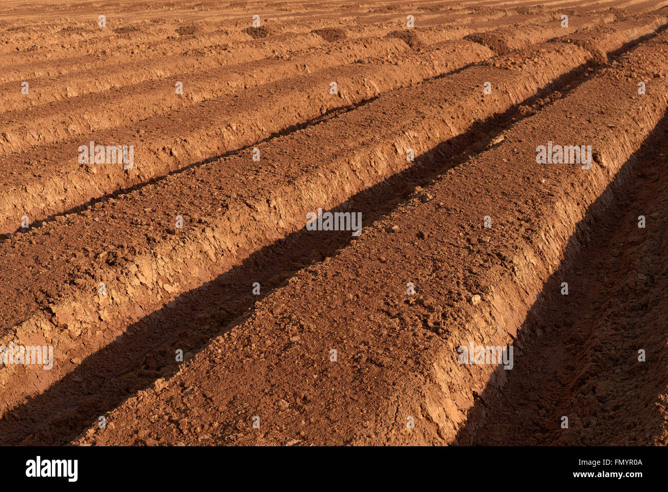 Arò brown fertile terreno coltivato in una molla Foto Stock