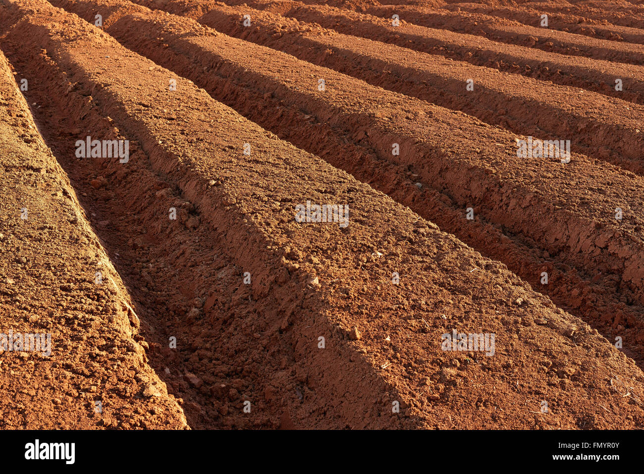 Arò brown fertile terreno coltivato in una molla Foto Stock