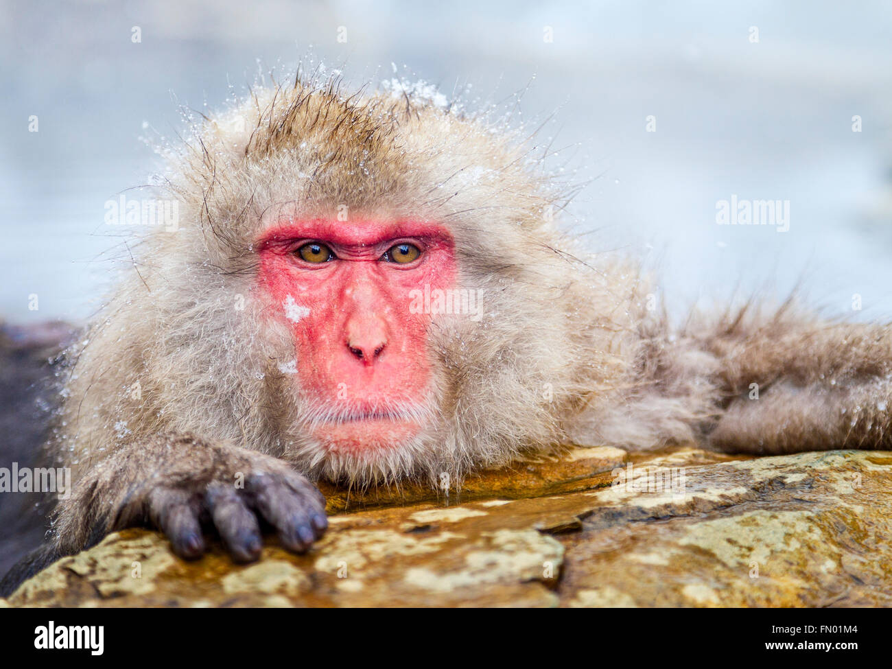 Una scimmia di neve a Jigokudani hot spring, Giappone. Foto Stock