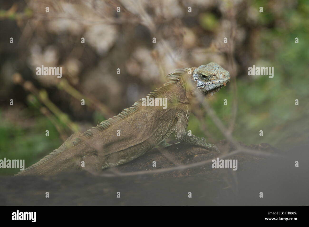 Iguana verde profilo in Guiana francese Foto Stock