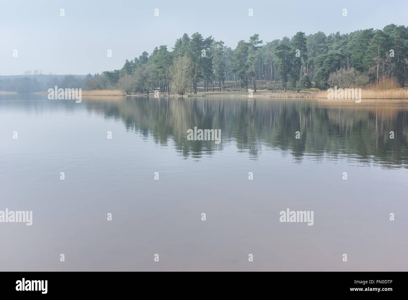 Una tranquilla mattinata nebbiosa a Frensham Laghetto, Surrey Foto Stock