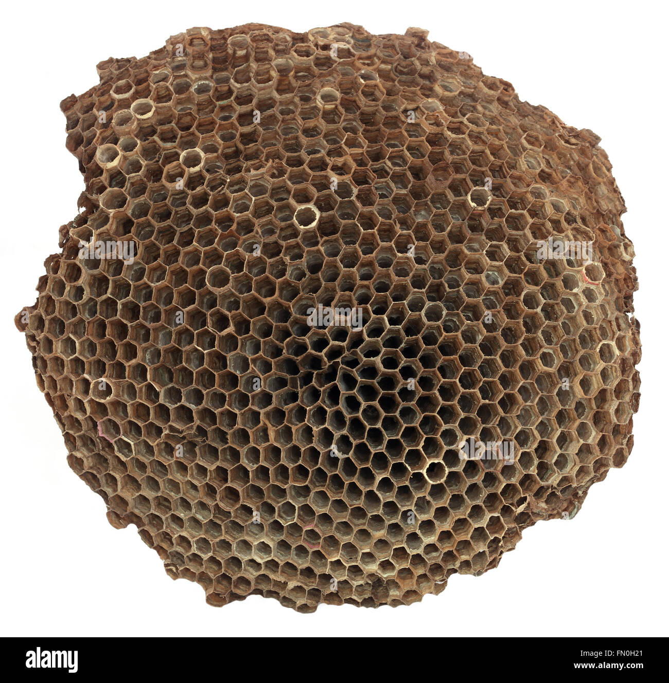 Nido di vespe su sfondo bianco Foto Stock