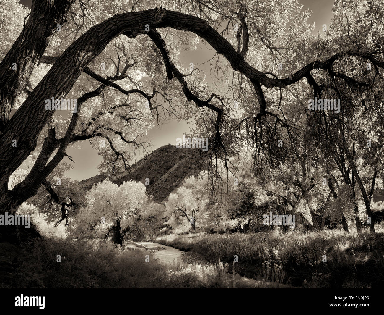 Caduta pioppi neri americani colorati alberi e Fremont River. Parco nazionale di Capitol Reef, Utah Foto Stock