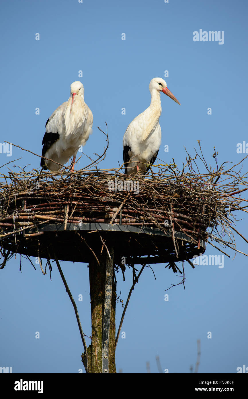 Due cicogne bianche sul loro nido in primavera Foto Stock