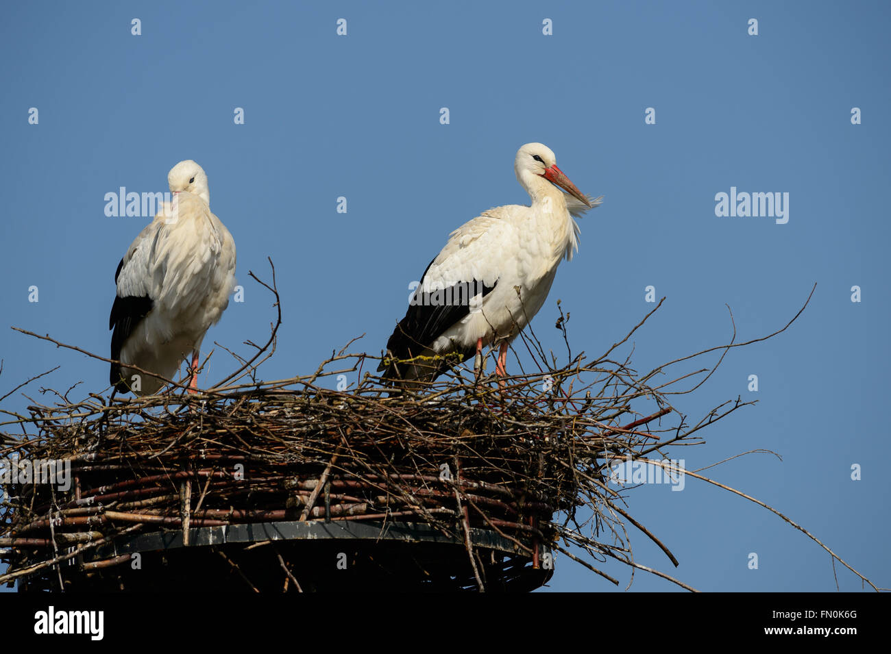 Due cicogne bianche sul loro nido in primavera Foto Stock