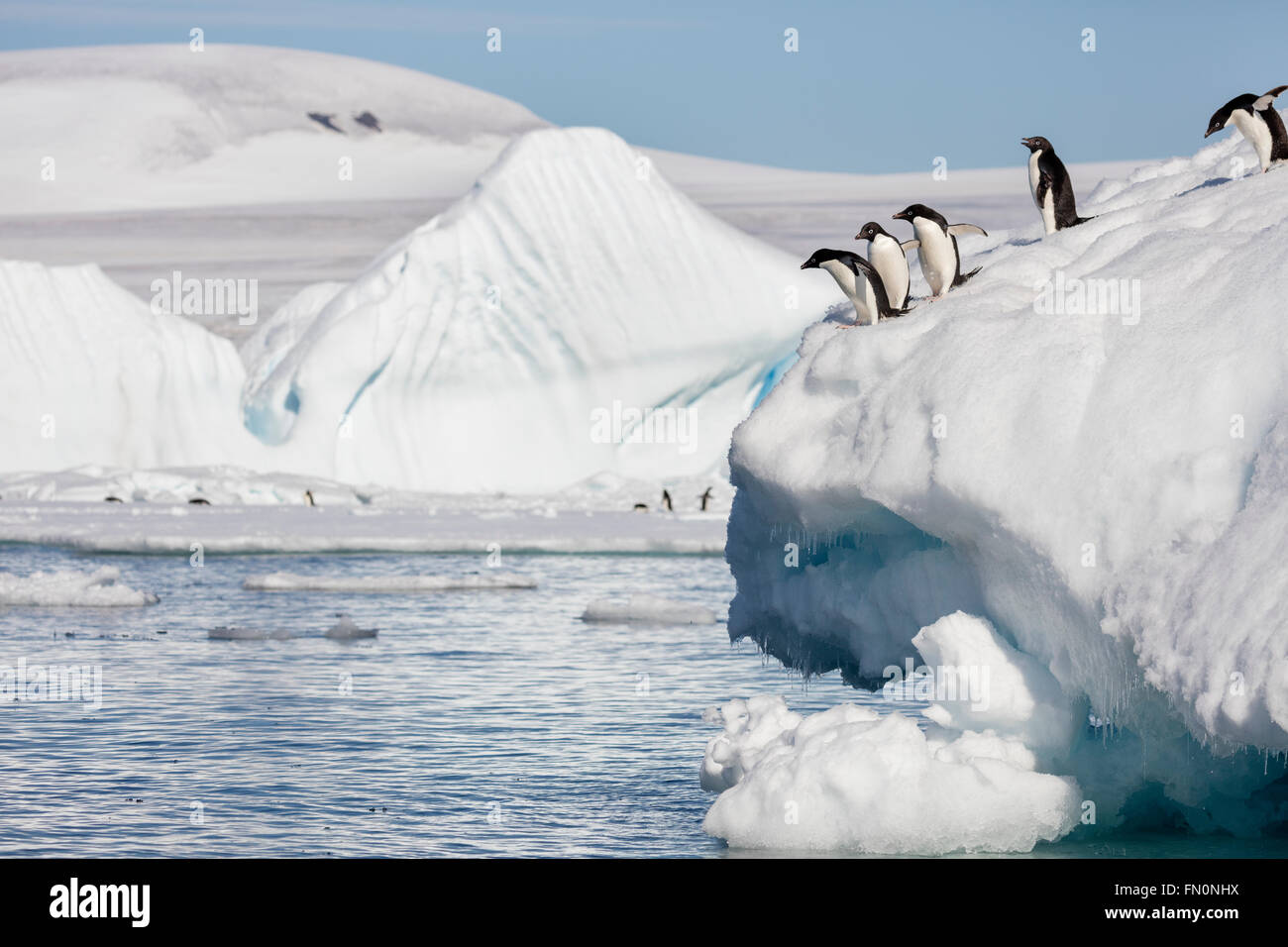 L'Antartide, penisola antartica, Marrone Bluff. Adelie penguin, pinguini immersioni subacquee iceberg Foto Stock