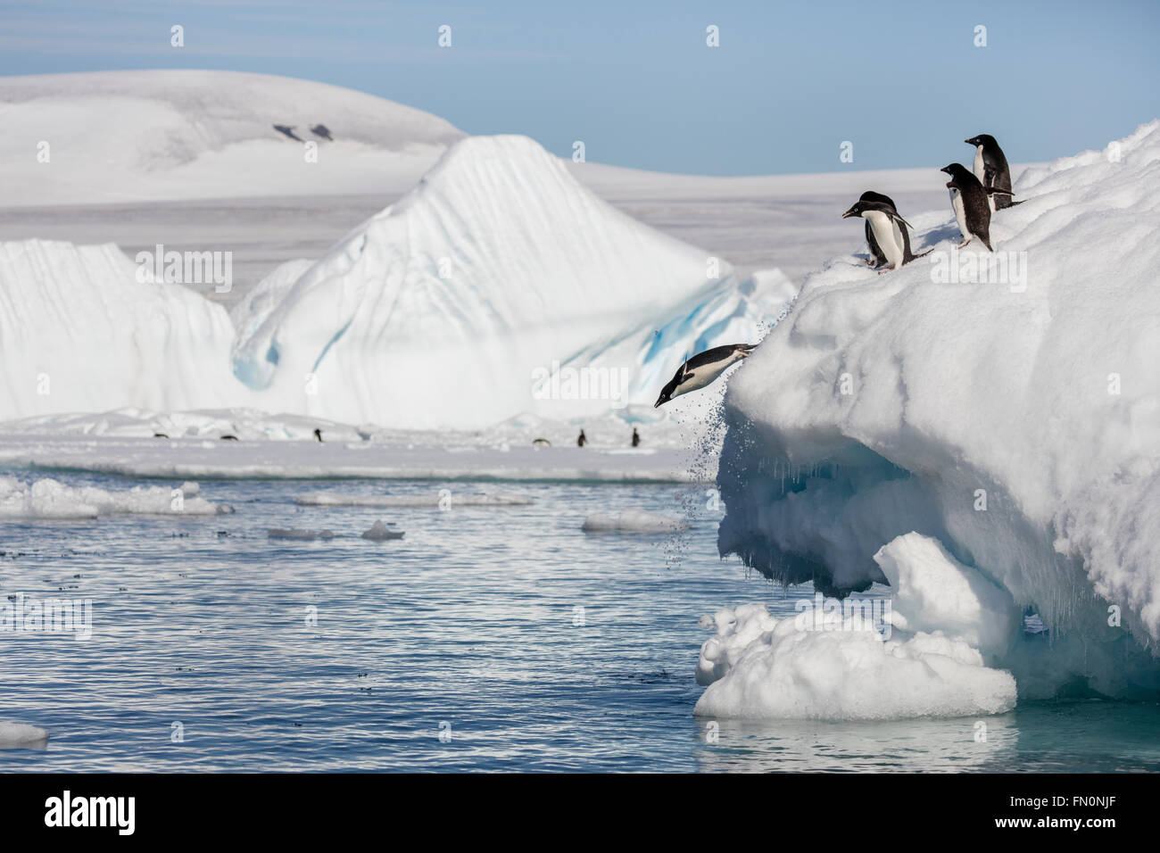 L'Antartide, penisola antartica, Marrone Bluff. Adelie penguin, pinguini immersioni subacquee iceberg Foto Stock