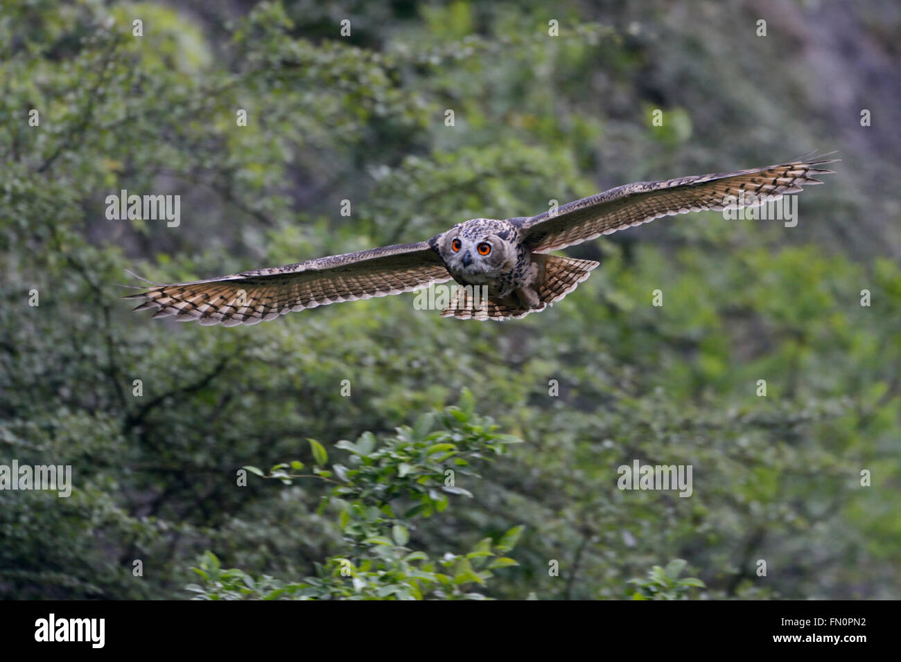 Nord del Gufo Reale / E. Uhu ( Bubo bubo ) in volo planato lungo un ripido faccia, cespugli di una vecchia cava, Scatto frontale, la fauna selvatica. Foto Stock