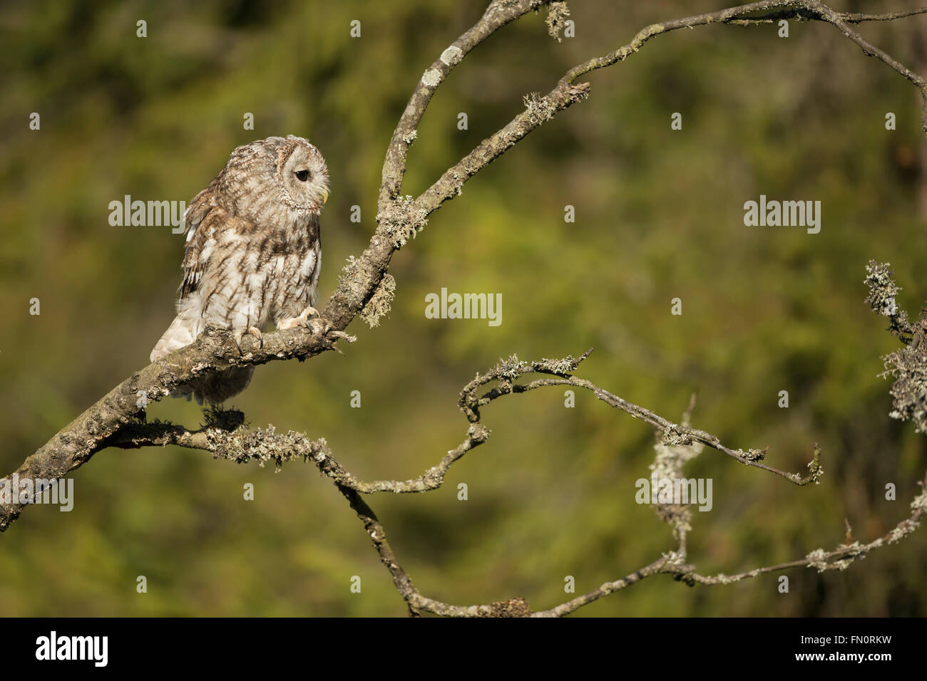 Allocco / Waldkauz ( Strix aluco ) appollaiati su un ramo di un vecchio albero di fronte al bordo di una foresta, guardando intorno a. Foto Stock