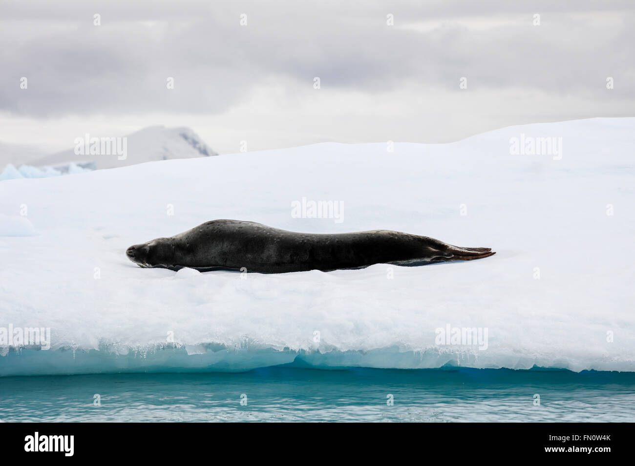 L'Antartide, Leopard guarnizione, penisola antartica, Curtiss Bay, guarnizione di leopard giacente su ghiaccio floe Foto Stock