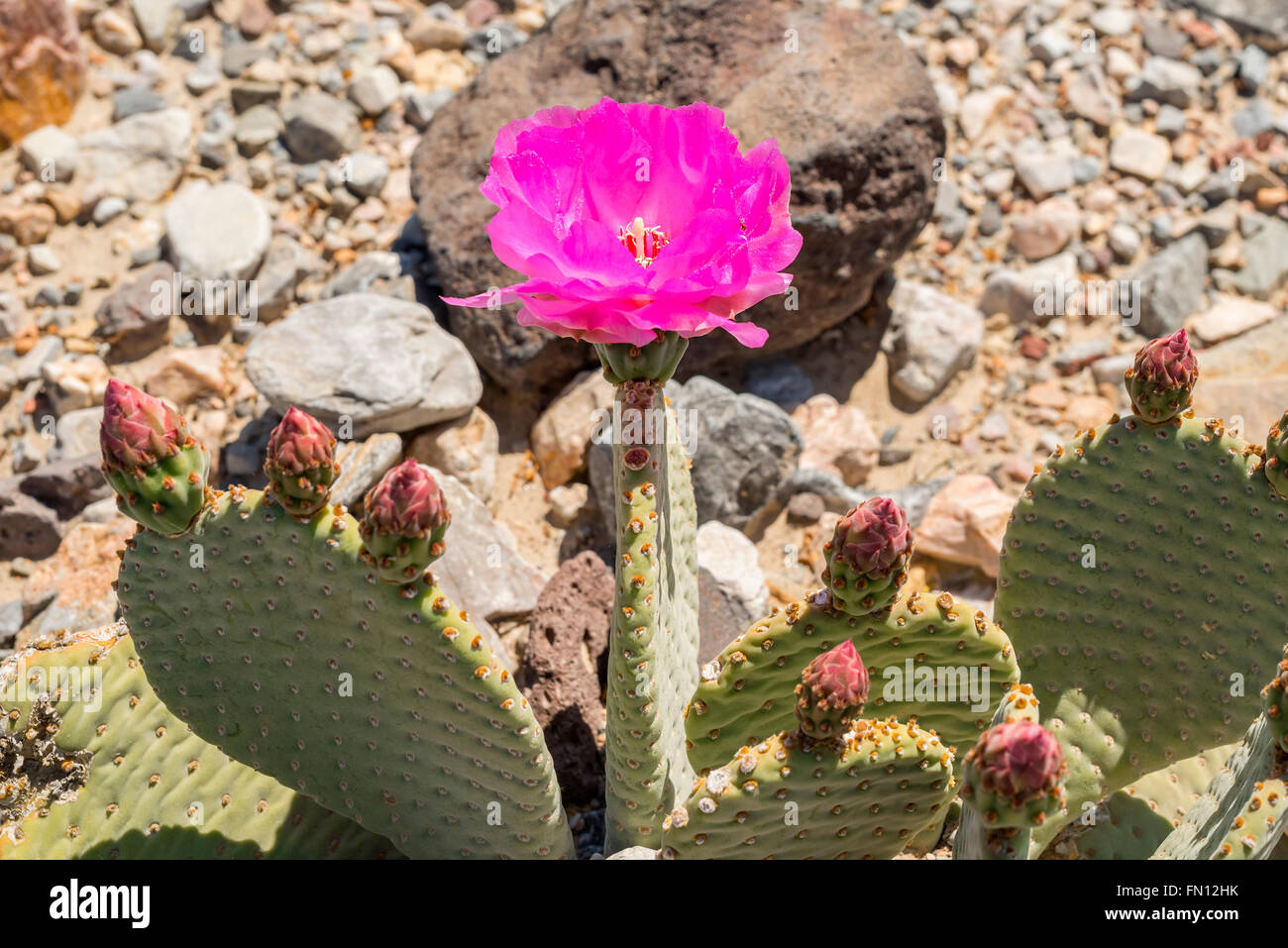 Coda di castoro Cactus (Opuntia basilaris) fiorire nella valle di Eureka, il Parco Nazionale della Valle della Morte, California Foto Stock