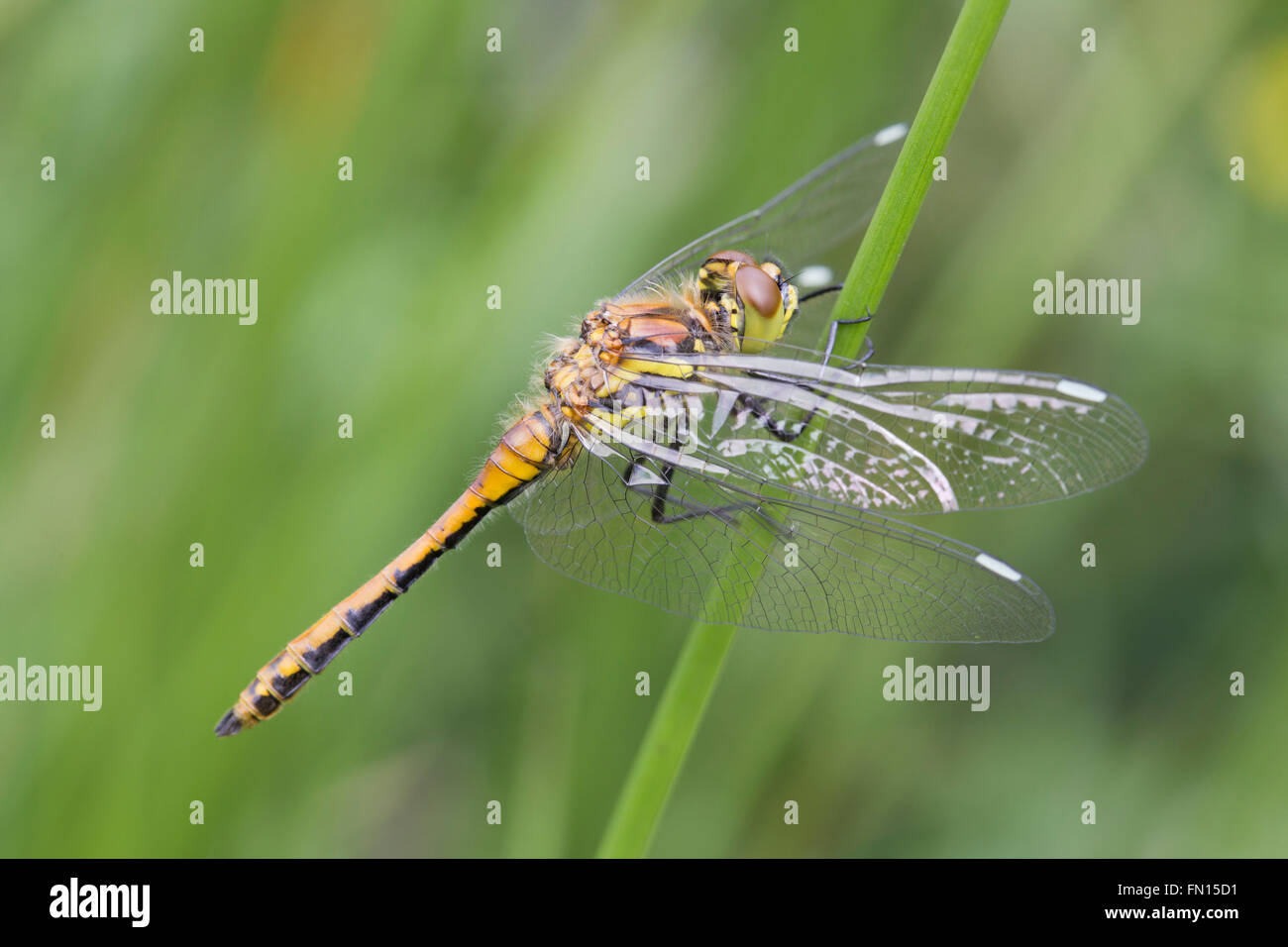 Nero Darter Dragonfly; Sympetrum danae unico maschio immaturo Cornwall, Regno Unito Foto Stock