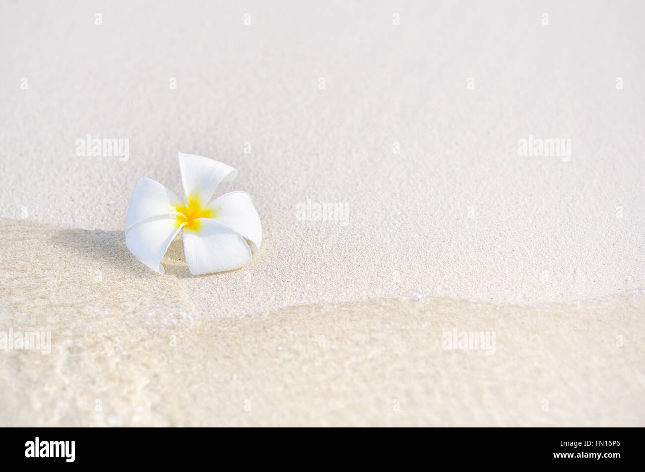 Un solo singolo plumeria fiore sulla spiaggia di sabbia bianca con mare linea d'onda Foto Stock