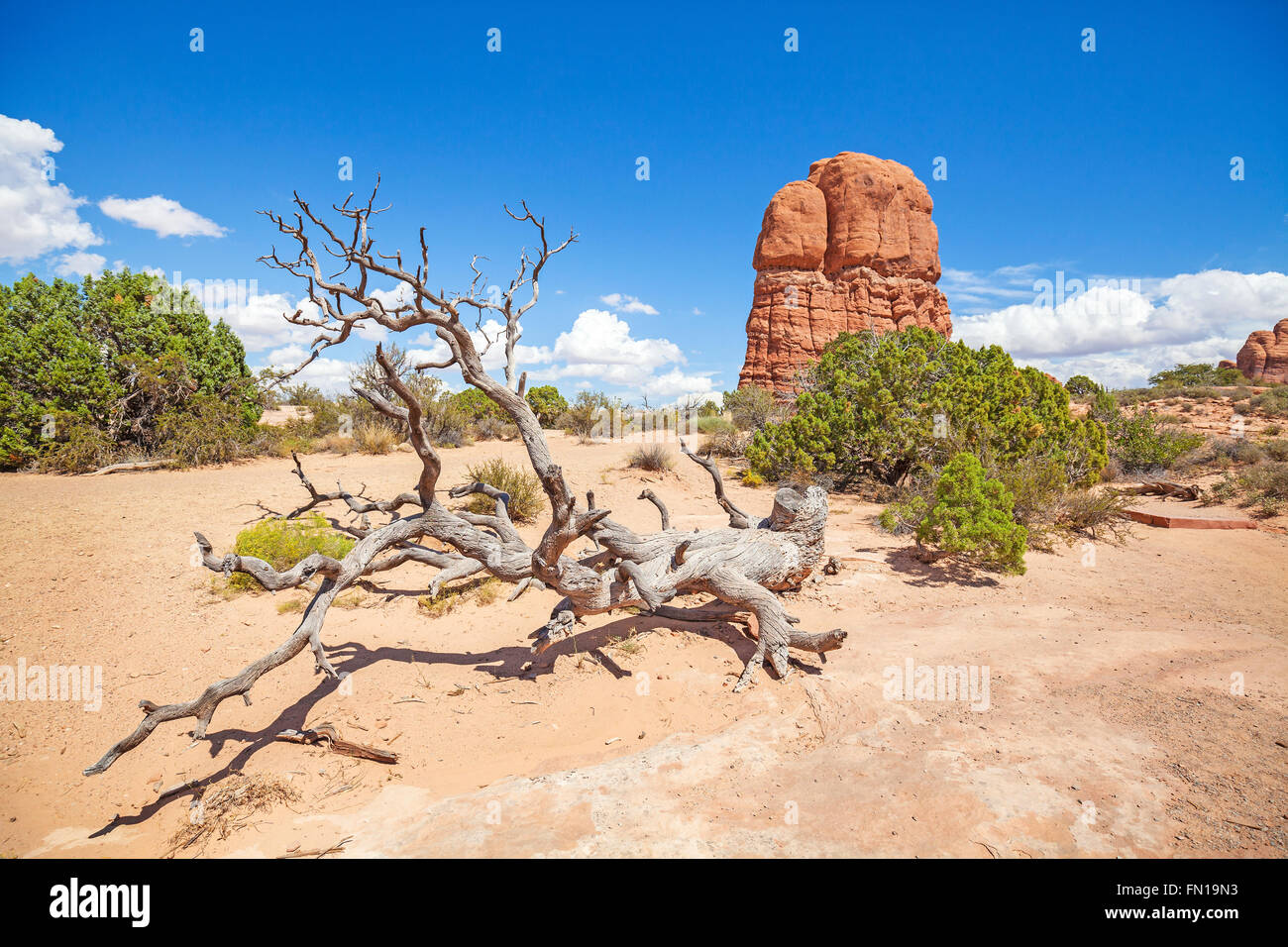 Deserto e le formazioni rocciose in Arches National Park, Stati Uniti d'America. Foto Stock