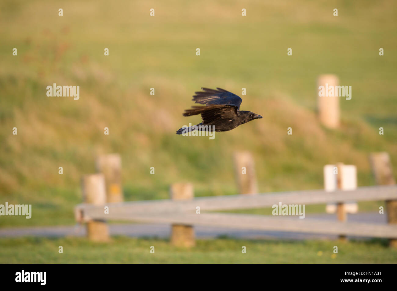 Crow; Corvus corone corone singole in volo Cornwall, Regno Unito Foto Stock