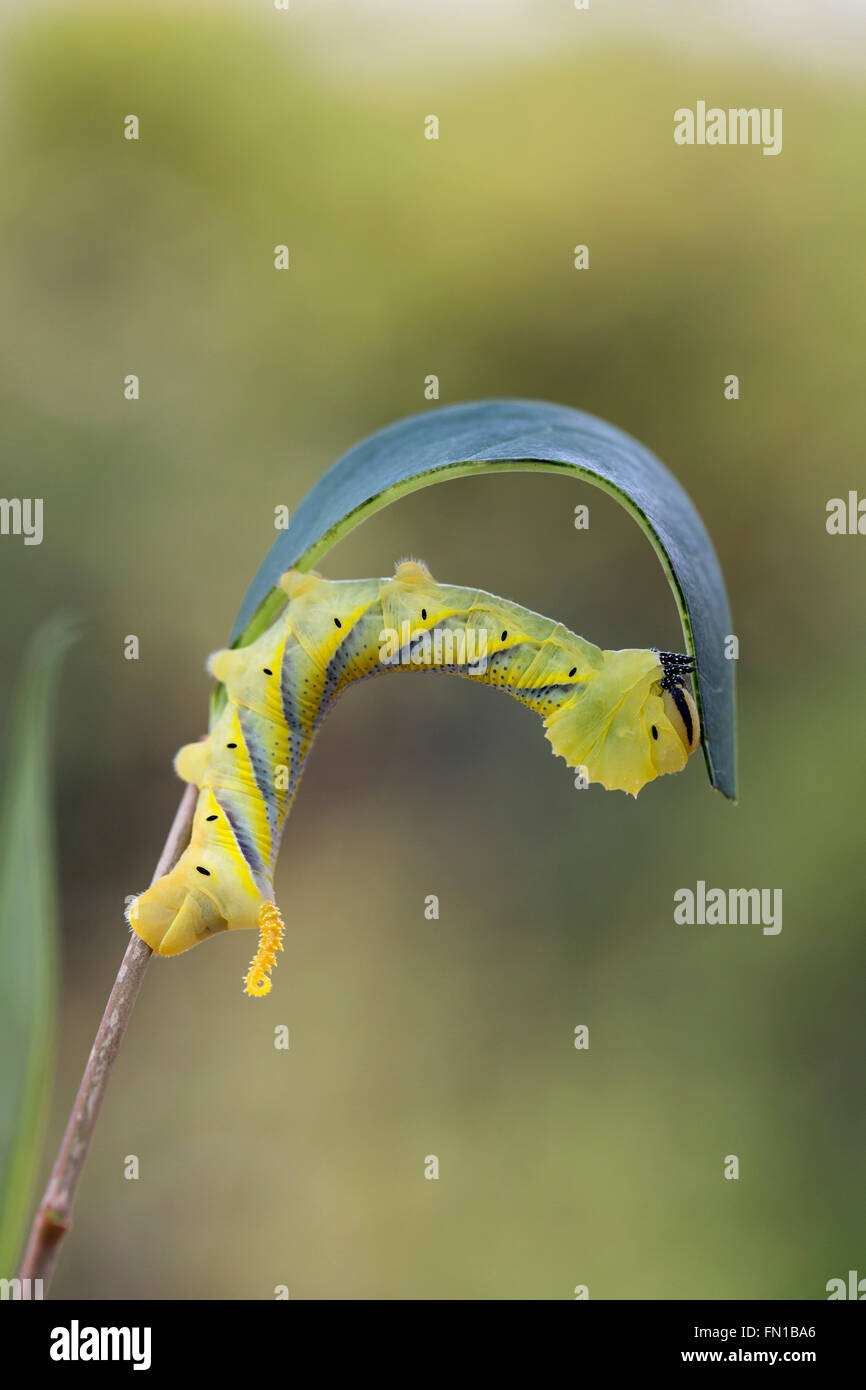 La morte la testa Hawkmoth Larva; Acherontia atropo il Ligustro REGNO UNITO Foto Stock