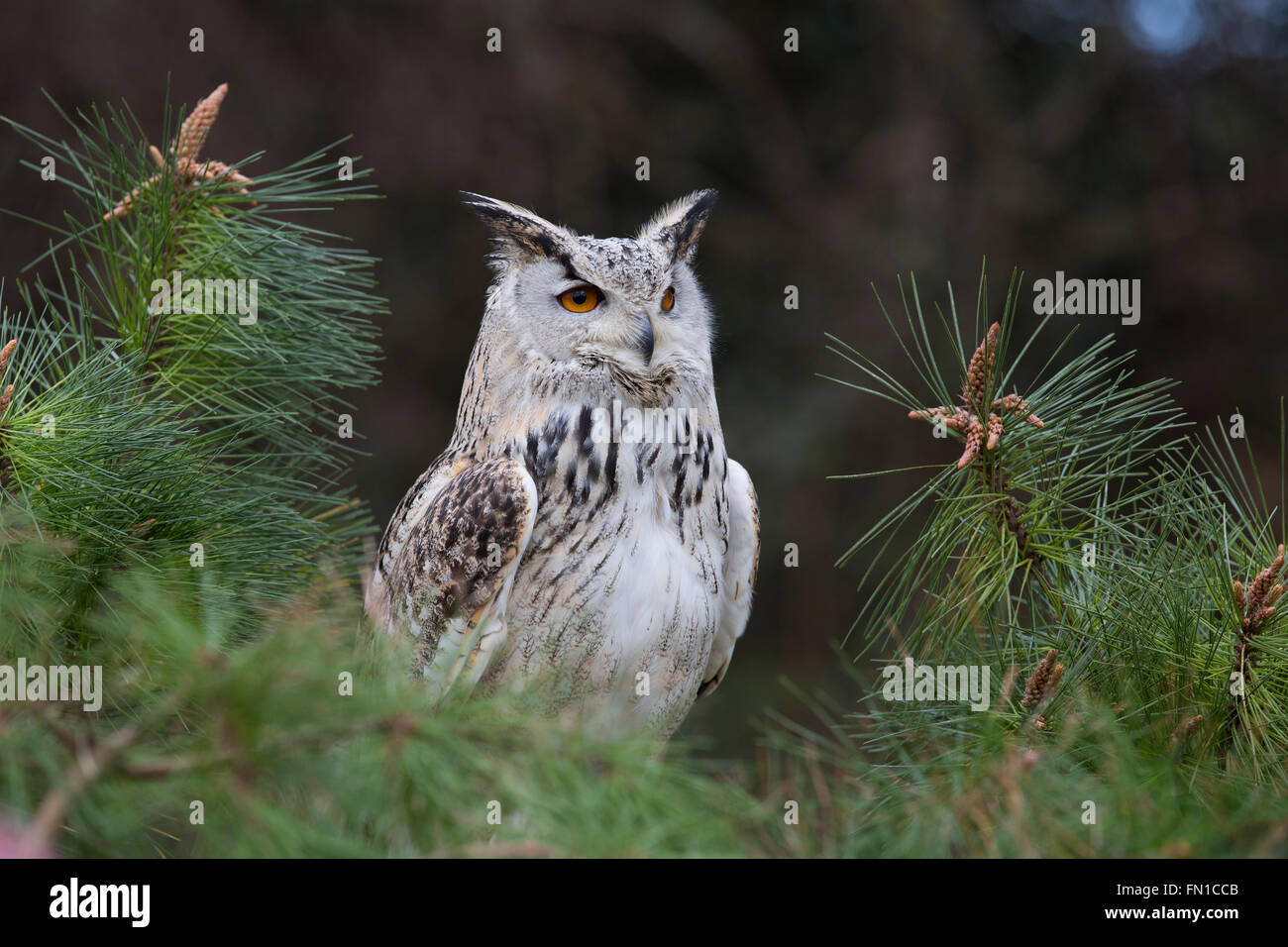 Siberiano orientale Gufo reale; Bubo bubo yenisseensis Captive unico REGNO UNITO Foto Stock