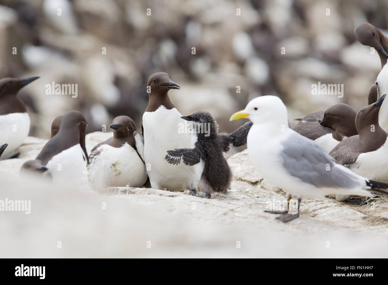 Guillemot; Uria aalge Colony; adulto con pulcino farne; Northumberland, Regno Unito Foto Stock